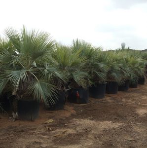 plantacion palmera-azul-brahea-armata